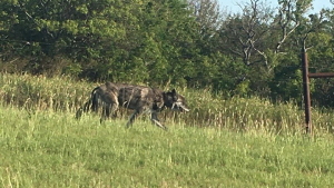 Illustration : Un loup observé à proximité d’une garderie : les policiers interviennent et rencontrent tout autre chose