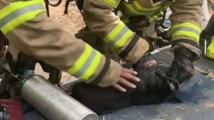 Illustration : Les pompiers évacuent et réaniment un chien et un chat prisonniers des flammes dans l'incendie de leur maison (vidéo)