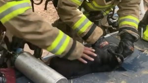 Illustration : Les pompiers évacuent et réaniment un chien et un chat prisonniers des flammes dans l'incendie de leur maison (vidéo)