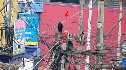 Illustration : Un chaton coincé en haut d’un poteau électrique sauvé par les pompiers malgré les lignes à haute tension extrêmement dangereuses