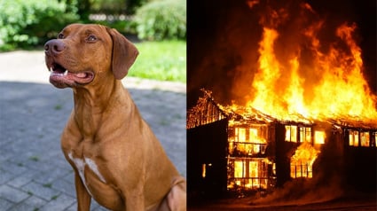 Illustration : Un chien adopté en refuge rend la pareille à ses maîtres en les sauvant de l’incendie de leur maison