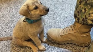 Illustration : Un chiot errant frappe à la porte d’une base navale et rencontre son maître rêvé