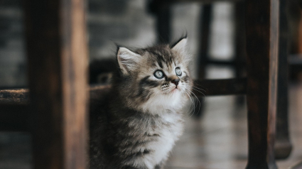 Illustration : Un chaton se faufile dans le moteur d’une voiture et résiste à toutes les tentatives d’extraction, jusqu’à l’intervention des gendarmes