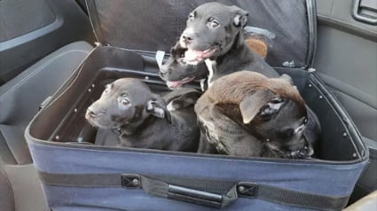 Illustration : 4 chiots abandonnés dans une valise au bord d’une route sont aujourd’hui à la recherche de leur foyer pour toujours