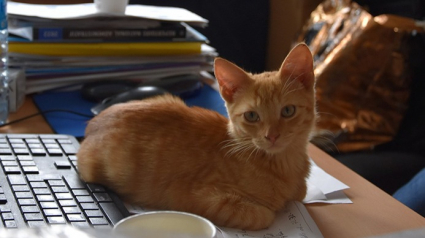 Illustration : Le commissariat de police d’Agen adopte un chaton retrouvé errant dans les rues de la ville