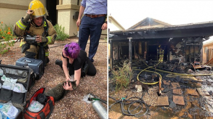 Illustration : 2 chats sauvés in extremis d’une maison en flammes par des pompiers valeureux