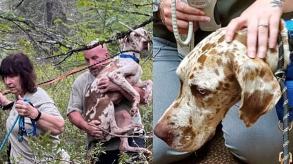 Illustration : Des drones, cages et caméras déployés pour sauver une chienne bloquée sur un îlot depuis des semaines