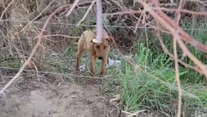 Illustration : La vidéo émouvante du sauvetage de cette jeune chienne abandonnée au bord d’une route 