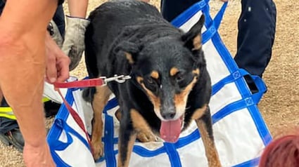 Illustration : Un chien de 56 kilogrammes porté par les pompiers sur plusieurs kilomètres après avoir eu un coup de chaud en randonnée