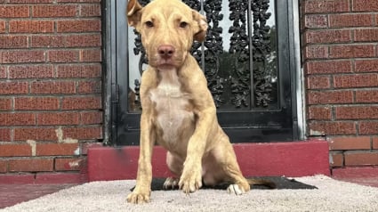 Illustration : Un chiot abandonné demande de l’aide en attendant sagement sous le porche d’une famille