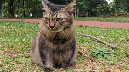 Illustration : Ce chat sénior ne manquerait ses promenades au parc avec son humain sous aucun prétexte