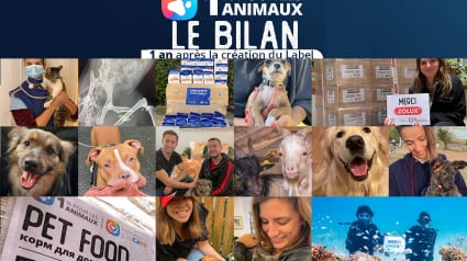 Illustration : Le Label « 1% Pour les Animaux » souffle sa première bougie et remercie ses mécènes pour tout ce qui a été accompli en une année