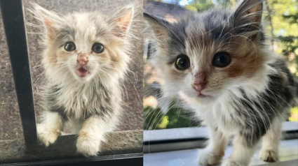 Illustration : Une chatonne errante vient littéralement frapper à la porte d’une maison pour obtenir l’aide dont elle a besoin