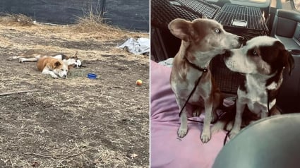 Illustration : Frère et sœur, ces chiens ont affronté ensemble l’abandon, la canicule et les orages avant d’être secourus