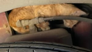 Illustration : Un passant découvre un chaton coincé dans le moteur d’un bus et passe des heures à tenter de le libérer