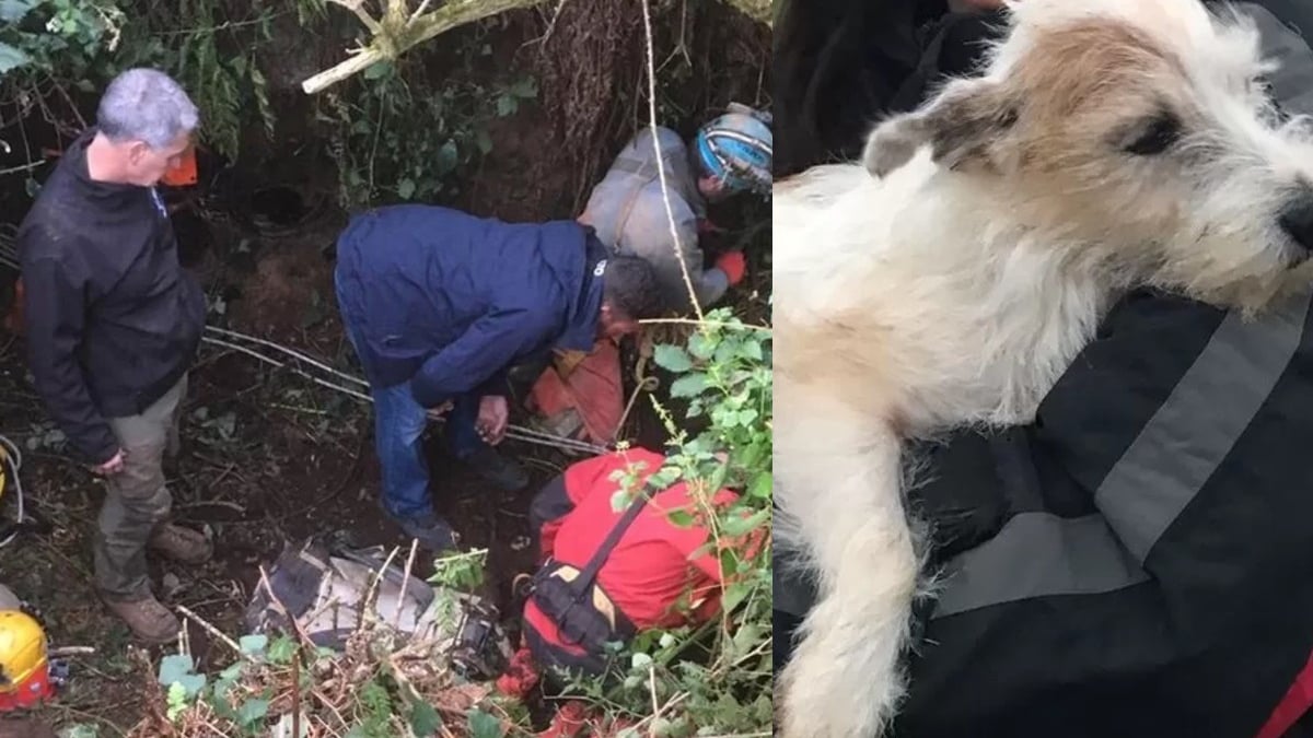 Illustration : "Des secouristes spécialisés mobilisés pour sauver une chienne tombée dans un trou profond de 50 mètres"