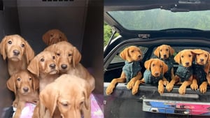 Illustration : Les 7 bébés Labrador Retriever qui avaient été abandonnés au bord d’une route deviendront des chiens de détection pour la police britannique