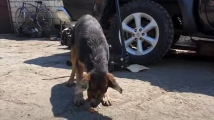 Illustration : 3 chiots errants dans un garage de Roumanie sauvés par une association attendent désormais d’être adoptés à l’international (vidéo)