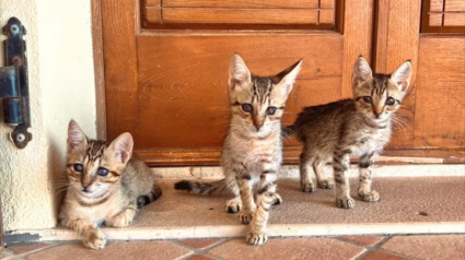 Illustration : Un couple de Canadiens en vacances en Italie sauve 3 chatons et souhaite désormais les rapatrier chez eux