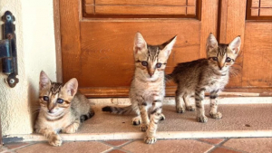 Illustration : "Un couple de Canadiens en vacances en Italie sauve 3 chatons et souhaite désormais les rapatrier chez eux"