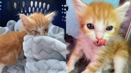 Illustration : La transformation de ce chaton mal en point en un jeune spécimen plein de vie a été possible grâce à l’acharnement d’une femme