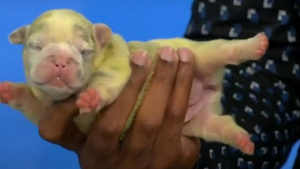 Illustration : "Une Bouledogue Français donne naissance à un chiot au pelage vert pour la plus grande surprise de son propriétaire (vidéo)"