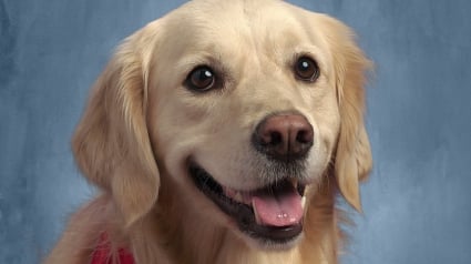 Illustration : Chienne de thérapie dans une école, Meg a eu droit à sa photo scolaire pour la 2e année consécutive