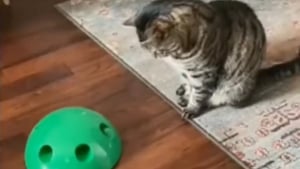 Illustration : La réaction hilarante d'un chat découvrant le nouveau jouet offert par sa famille (vidéo)