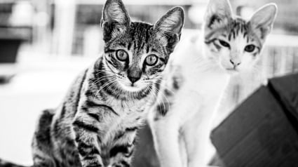 Illustration : 14 photos en noir et blanc de chats errants au regard envoûtant