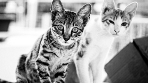 Illustration : 14 photos en noir et blanc de chats errants au regard envoûtant