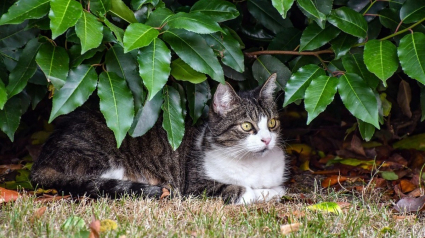 Illustration : Disparue un an plus tôt, une chatte refait surface à 45 km de chez elle