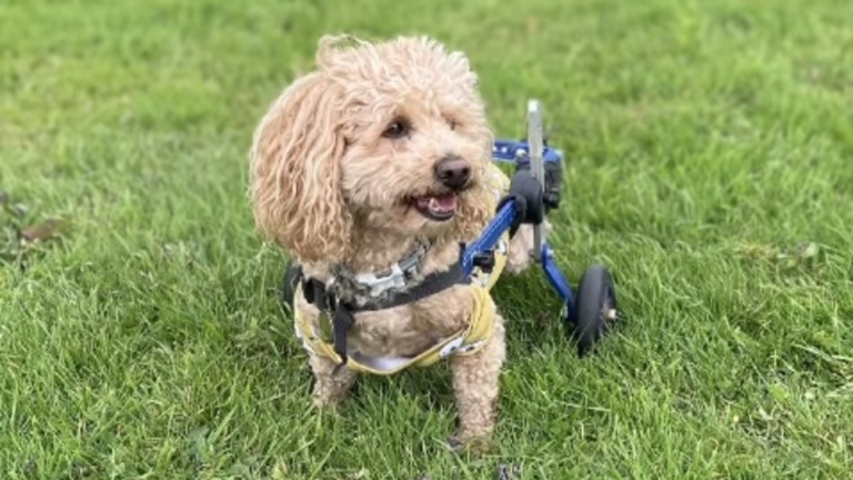 Sauvé De Labattoir Ce Chien Paralysé Passe Désormais Ses Journées à Courir Et à Jouer Avec Ses 4114