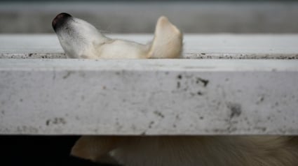 Illustration : Des passants voient un chien bloqué sur un balcon au dernier étage et préviennent les pompiers