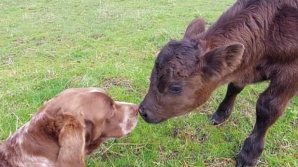 Illustration : 11 photos touchantes d'animaux amis bien qu'appartenant à des espèces différentes