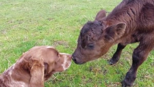 Illustration : 11 photos touchantes d'animaux amis bien qu'appartenant à des espèces différentes