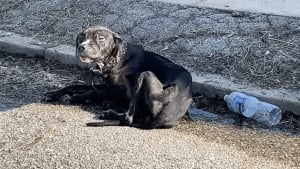 Illustration : Un chiot errant et squelettique qui avait perdu espoir renoue avec le bonheur (vidéo)