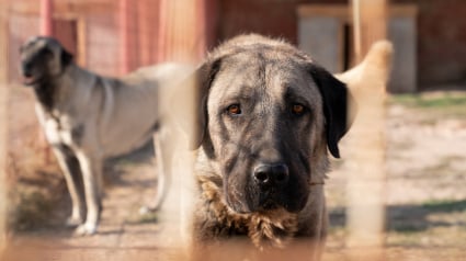 Illustration : Après plusieurs adoptions ratées, ce chien incompris et rejeté goûte enfin au bonheur tant espéré 