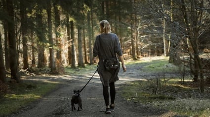 Illustration : Un chien empêche un individu de le voler lors de sa promenade, la police lance un appel à témoin