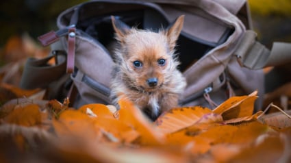 Illustration : 20 photos de chiens dont la joie de vivre est exacerbée par l'atmosphère particulière de l'automne