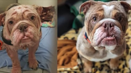 Illustration : Ce chiot Bulldog Anglais abandonné dans un triste état profite aujourd’hui pleinement de la vie (vidéo)