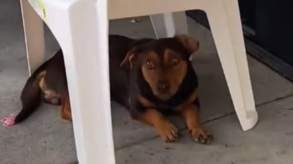 Illustration : Un chien abandonné attend 3 semaines devant un magasin qu’on lui vienne en aide jusqu’à ce qu’il rencontre enfin la femme qui allait changer sa vie (vidéo)