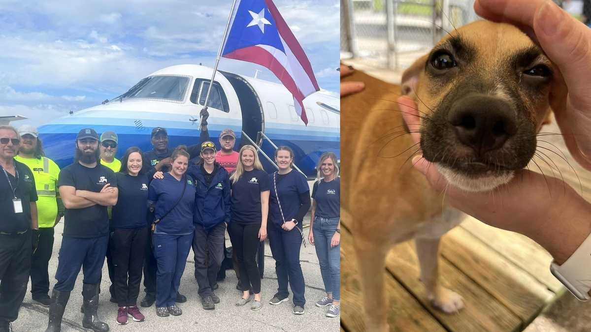 Illustration : "Une trentaine de chiens de refuges évacués de Porto Rico pour les mettre à l'abri des ouragans"