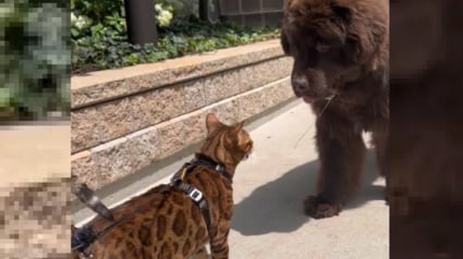 Illustration : Ce chat Bengal n'a pas peur des gros chiens et devient même leur ami (vidéo)