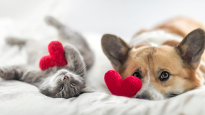 Illustration : 8 idées cadeaux qui feront fondre le cœur de votre chien ou chat à Noël
