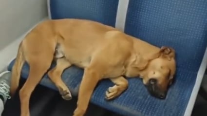 Illustration : Un chien s'endort sur 2 sièges dans un métro plein, mais personne ne vient le déranger (vidéo)