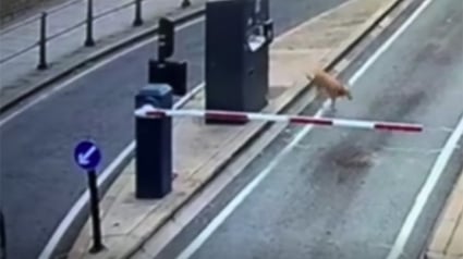 Illustration : Après avoir perdu sa maîtresse lors d’une promenade, ce chien parcourt seul 8 kilomètres pour rentrer chez lui (vidéo)