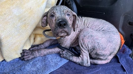 Illustration : Un chiot malade découvert dans un cimetière retrouve ses bons samaritains dans un élan de joie un mois après son sauvetage