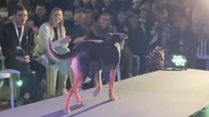 Illustration : Un chien vole la vedette à un concours de beauté en déambulant sur le podium comme un professionnel (vidéo)