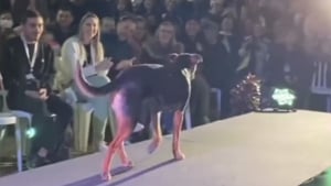 Illustration : "Un chien vole la vedette à un concours de beauté en déambulant sur le podium comme un professionnel (vidéo)"