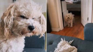 Illustration : Le regard noir que lance ce chien à son frère après une petite dispute n'en finit pas d'amuser les internautes (vidéo)